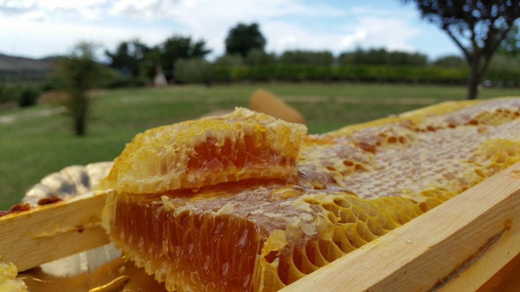 I Sicomori - Seme Di Carota - Glamping E Appartamenti Con Piscina A Saturnia Eksteriør billede