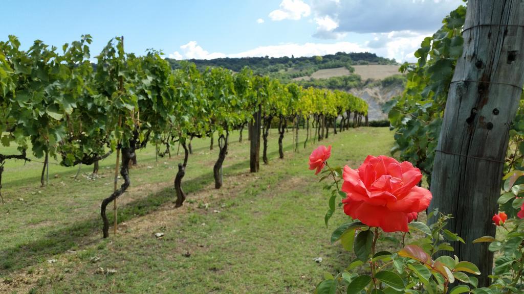 I Sicomori - Seme Di Carota - Glamping E Appartamenti Con Piscina A Saturnia Eksteriør billede